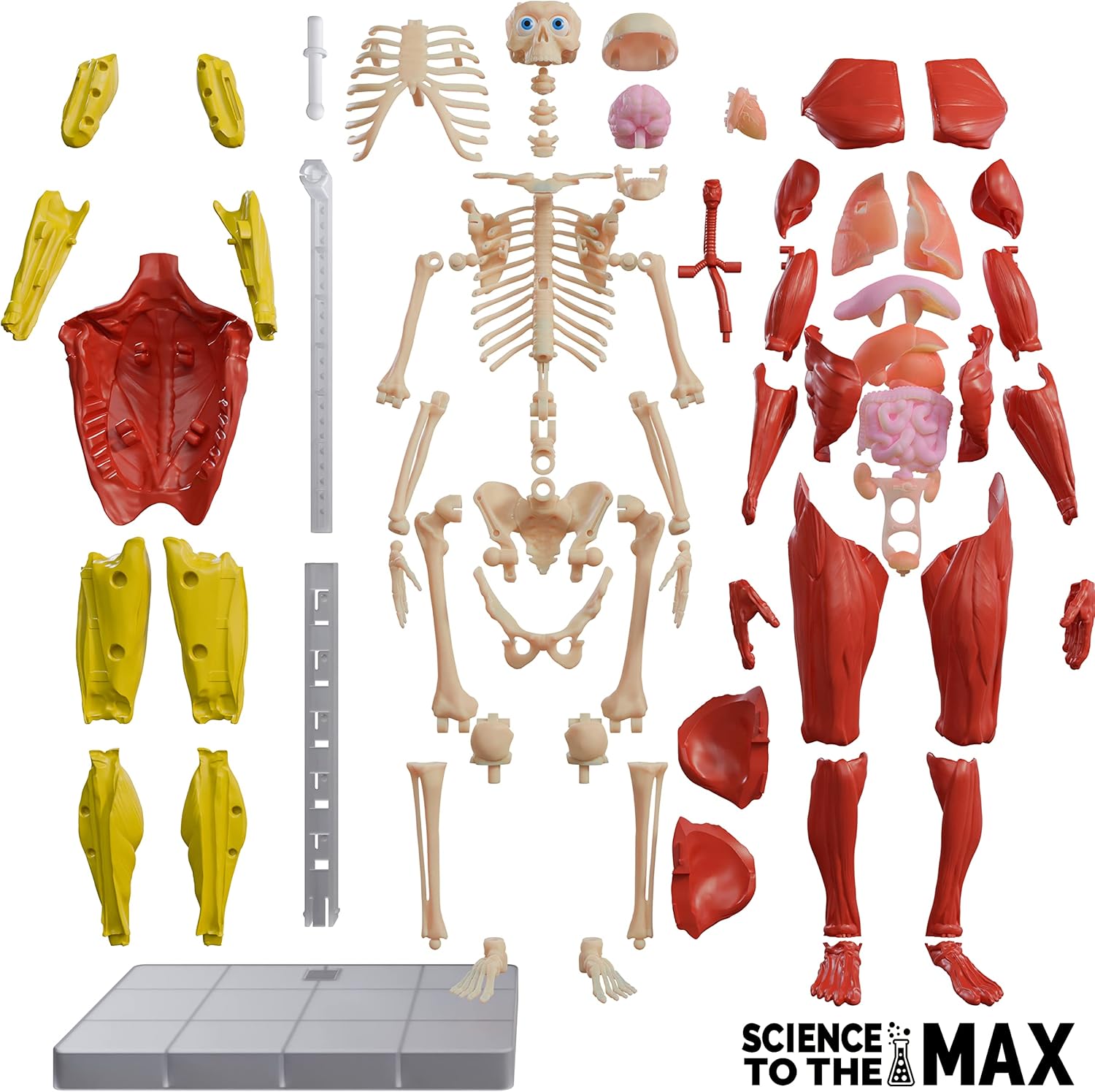 Science To The Max Interactive Human Body Fully Poseable Anatomy Figure - 14” Tall