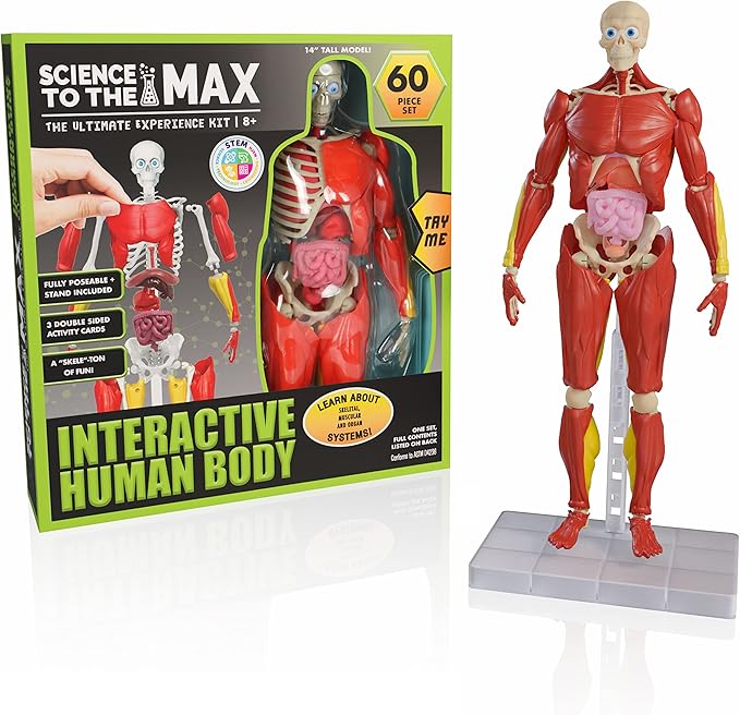 Science To The Max Interactive Human Body Fully Poseable Anatomy Figure - 14” Tall