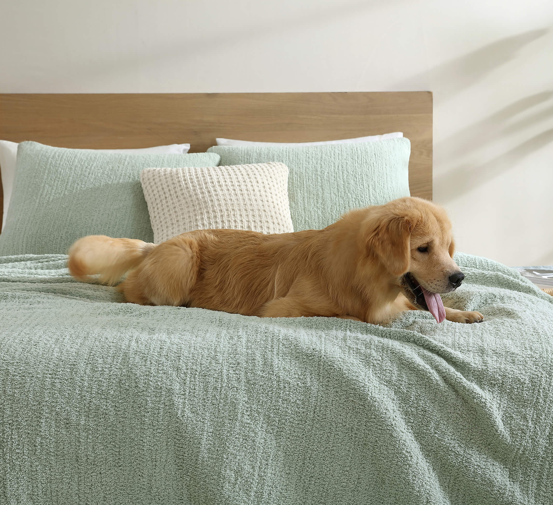 Snug + Lumiére Sham Set